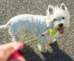 Small Dog on a Leash